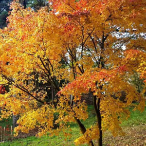 Sadnice Orange javora