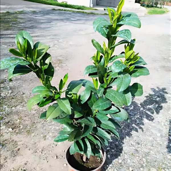 Lovor višnja paket od 10 sadnica 80cm - Slika 2