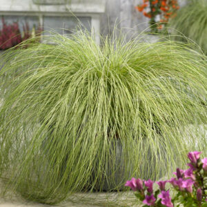 Carex trava
