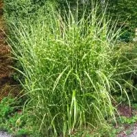 Zebrina trava