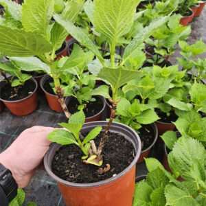 Hortenzija roza 2 godine starosti