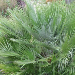 Chamaerops humilis "Compacta" (Patuljasta lepezasta palma)