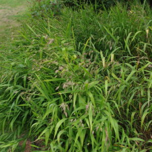 Chasmanthium latifolium