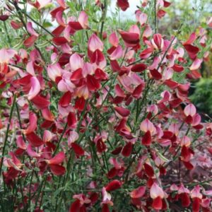 Cytisus praecox "Hollandia"