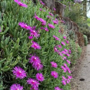 Delosperma "cooperi"