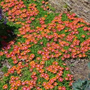 Delosperma "Fire Spinner"