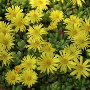 Delosperma "nubigenum"