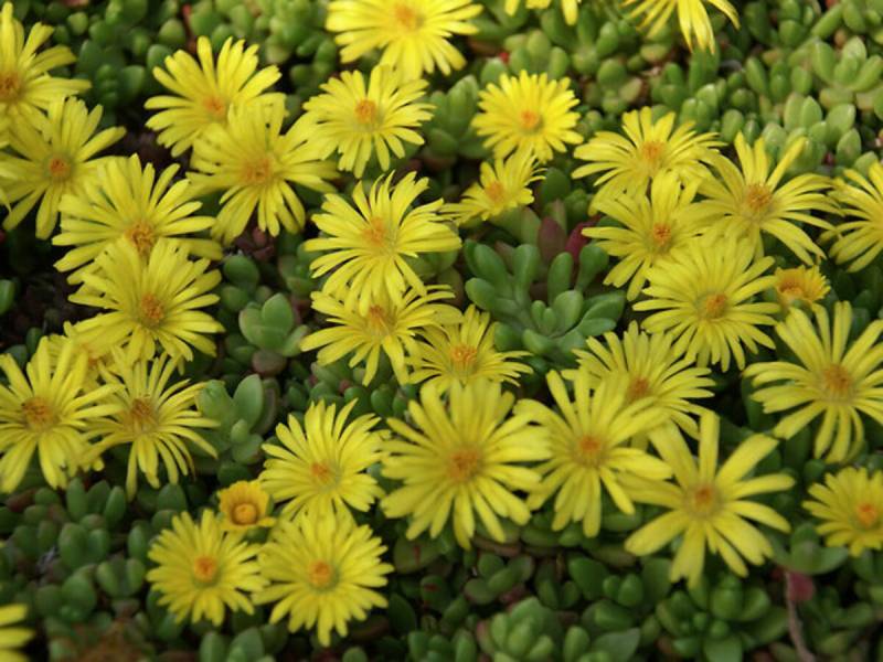 Delosperma "nubigenum"