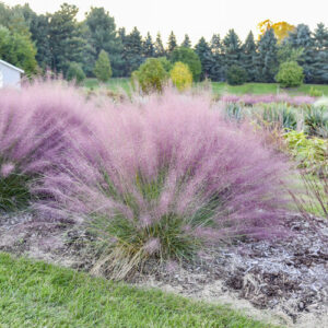 Muhlenbergia capillaris (Ružičasti oblak)