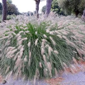 Pennisetum alopecuroides 'Hameln'