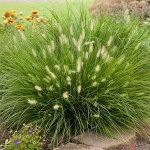 Pennisetum alopecuroides 'Little Bunny'