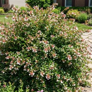 Abelia Grandiflora