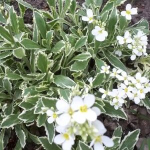 Arabis caucasica 'Variegata'