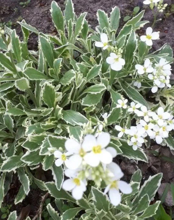 Arabis caucasica 'Variegata'