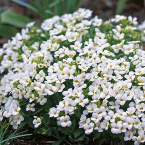Arabis caucasica