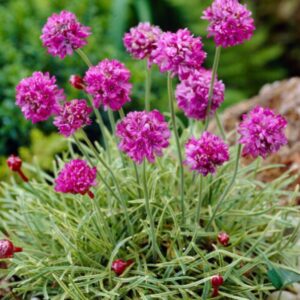 Armeria maritima 'Nifty Thrifty'