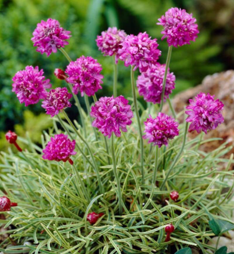 Armeria maritima 'Nifty Thrifty'
