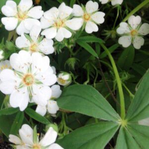Potentilla alba