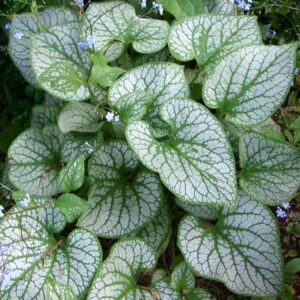 Brunnera macrophylla "Jack Frost"