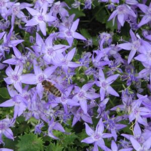 Campanula garganica