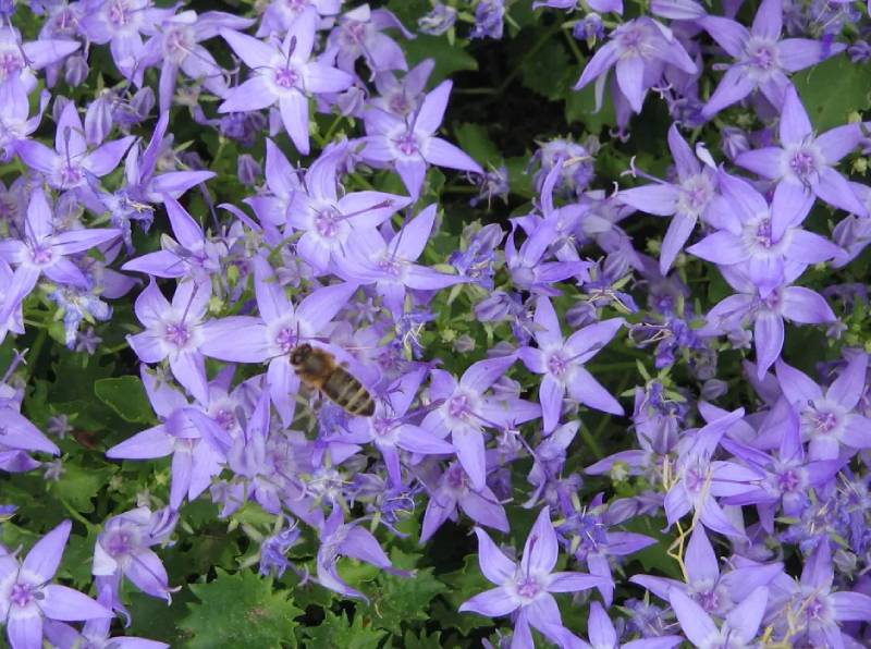 Campanula garganica
