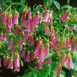 Campanula punctata "Elisabeth"