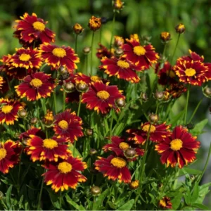 Coreopsis grandiflora