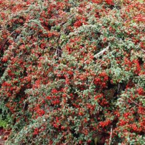 Cotoneaster horizontalis