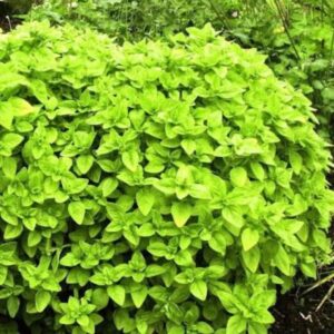 Origanum vulgare "Aureum" - Dekorativni origano