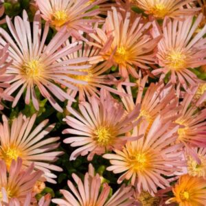 Delosperma "Apricot"