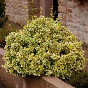 Euonymus fortunei "Emerald Gold"