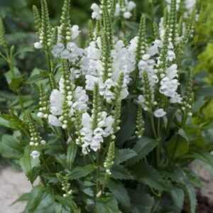Physostegia virginiana Bela