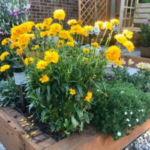 Coreopsis 'Golden Joy'