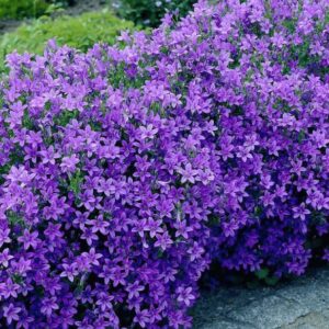 Campanula portenschlagiana (Ljubičasta zvončica)