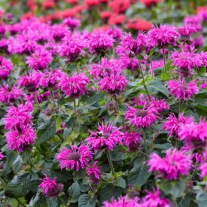 Monarda didyma "Bee Free"