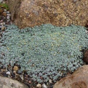 Raoulia australis "Blush Pink"