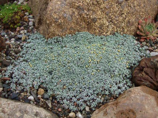Raoulia australis "Blush Pink"
