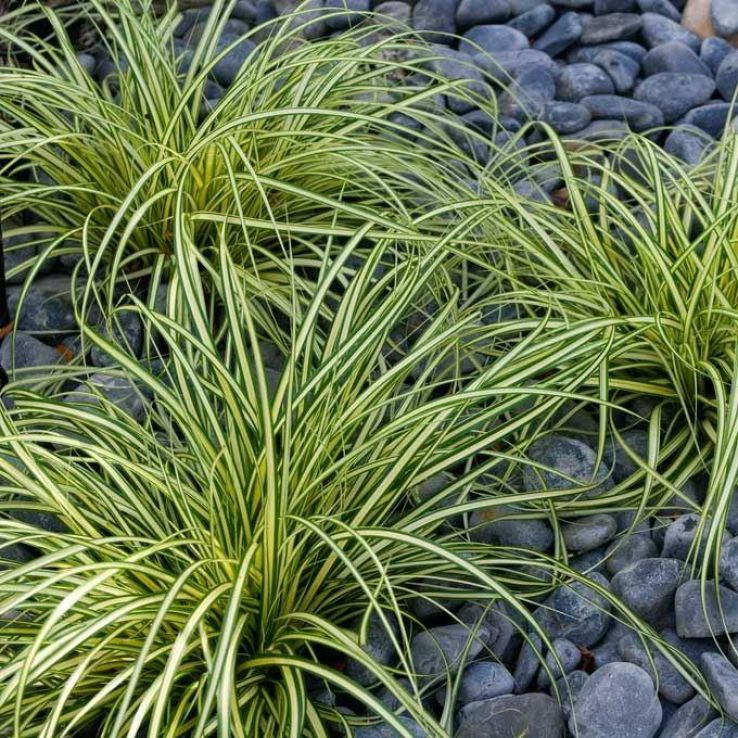Carex oshimensis "Evergold"