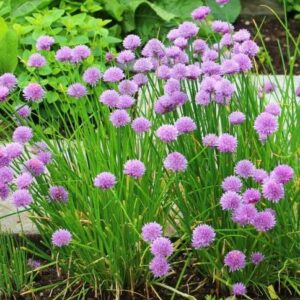 Allium schoenoprasum (Ukrasni luk Vlasac)