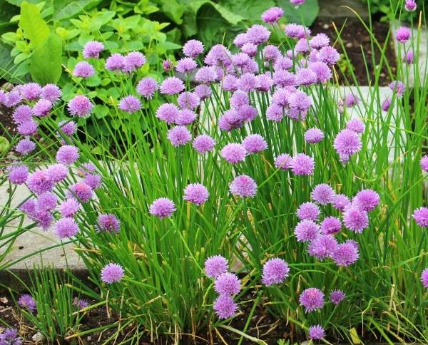 Allium schoenoprasum (Ukrasni luk Vlasac)